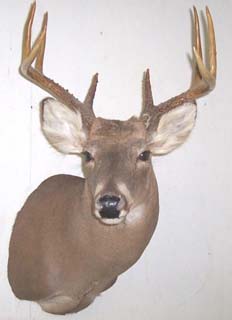 whitetail_mount