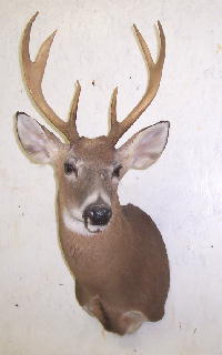 whitetail_taxidermy_mount