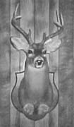 whitetail deer taxidermy