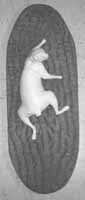 Squirrel  form on bark pattern panel for taxidermy base