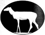 lifesize whitetail deer mannikin