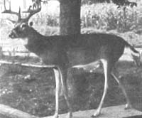 lifesize whitetail taxidermy mount