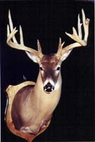 Quality Taxidery Supply Deer Mount