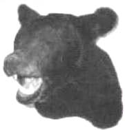 black bear taxidermy