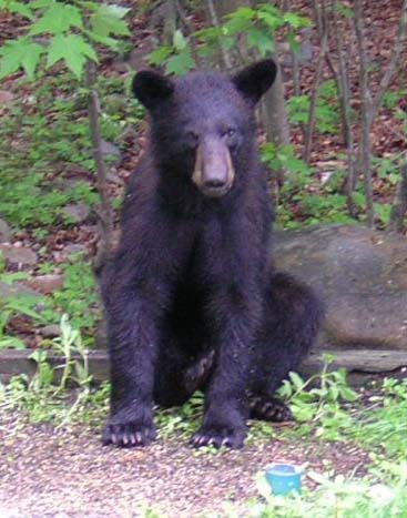 Black Bear Taxidermy