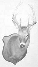 whitetail deer taxidermy mount
