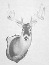 whitetail taxidermy