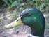 mallard duck drake taxidermy reference photos