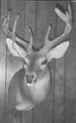 whitetail taxidermy mount