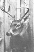 whitetail deer mount