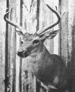whitetail deer taxidermy