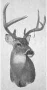 deer taxidermy