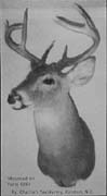 whitetail deer taxidermy