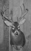 whitetail deer taxidermy