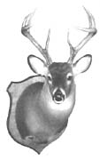 whitetail deer taxidermy mount
