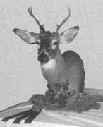 deer taxidermy mount