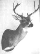 whitetail mount