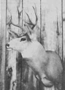 mule deer taxidermy