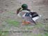 mallard duck drake preening taxidermy reference photos