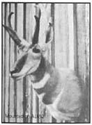 pronghorn taxidermy