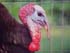 wild turkey taxidermy reference photos