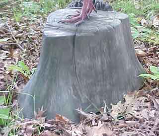 wild turkey taxidermy habitat